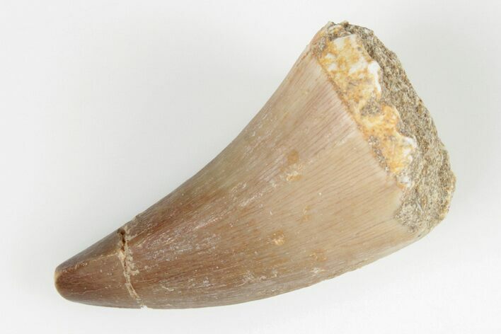 Fossil Mosasaur (Mosasaurus) Tooth - Morocco #200890